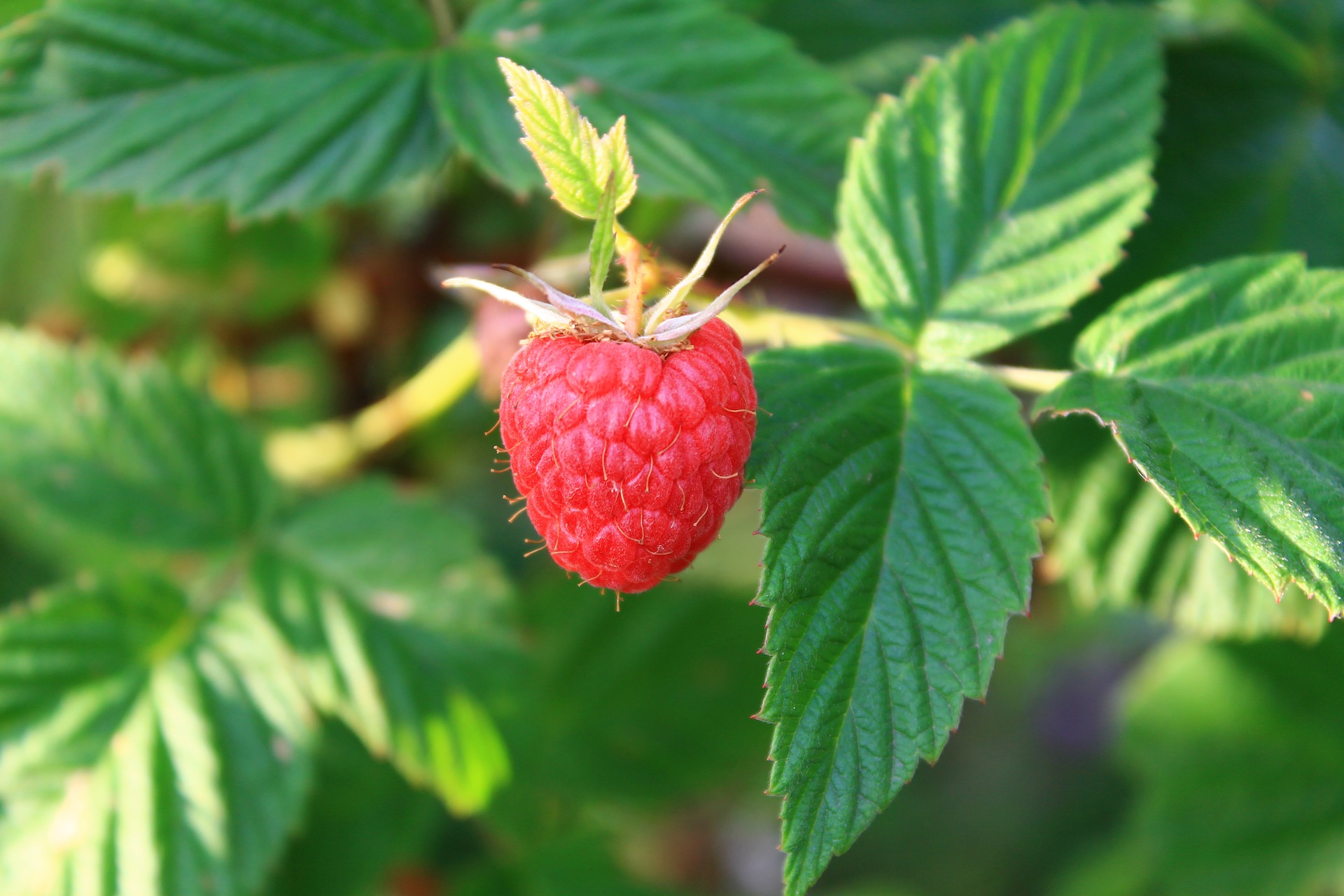 Raspberries Gardening College of Agriculture and